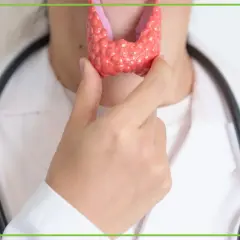 Lekarz pokazuje model tarczycy, wyjaśniając, hashimoto co to jest.