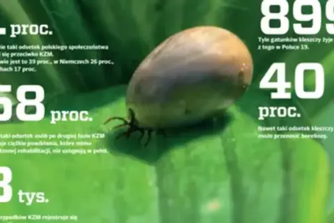 Kleszczowe zapalenie mózgu (KZM) to poważna choroba. 58% osób po drugiej fazie KZM ma powikłania. 40% kleszczy przenosi boreliozę.