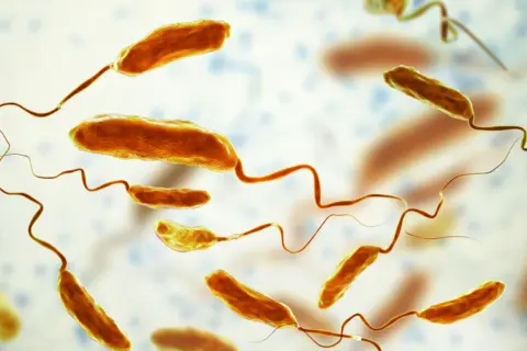 Bakterie Vibrio cholerae, przyczyna groźnej choroby zwanej cholerą, unoszą się w wodzie. Mają charakterystyczny, zakrzywiony kształt i rzęski.