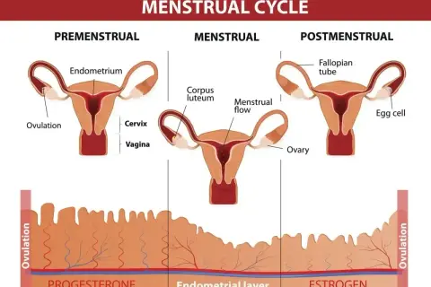 Cykl menstruacyjny: faza przedmiesiączkowa, miesiączka i po-miesiączkowa. Zmiany endometrium i hormonów, które mogą wpływać na pms objawy.
