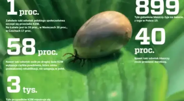 Kleszczowe zapalenie mózgu (KZM) to poważna choroba. 58% osób po drugiej fazie KZM ma powikłania. 40% kleszczy przenosi boreliozę.