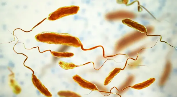 Bakterie Vibrio cholerae, przyczyna groźnej choroby zwanej cholerą, unoszą się w wodzie. Mają charakterystyczny, zakrzywiony kształt i rzęski.