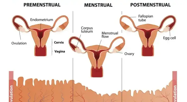 Cykl menstruacyjny: faza przedmiesiączkowa, miesiączka i po-miesiączkowa. Zmiany endometrium i hormonów, które mogą wpływać na pms objawy.