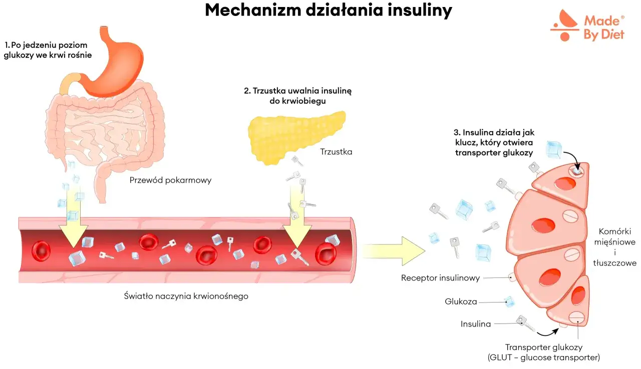 Ilustracja pokazuje, jak po jedzeniu rośnie poziom glukozy, trzustka uwalnia insulinę, która działa jak klucz otwierający transporter glukozy do komórek. To kluczowe dla zrozumienia insulinooporności objawy.