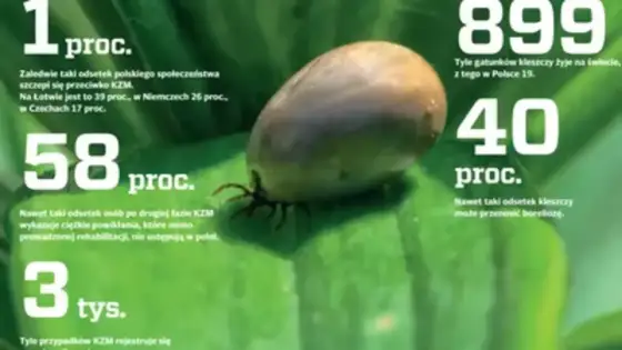 Kleszczowe zapalenie mózgu - objawy, fazy, leczenie, szczepienie