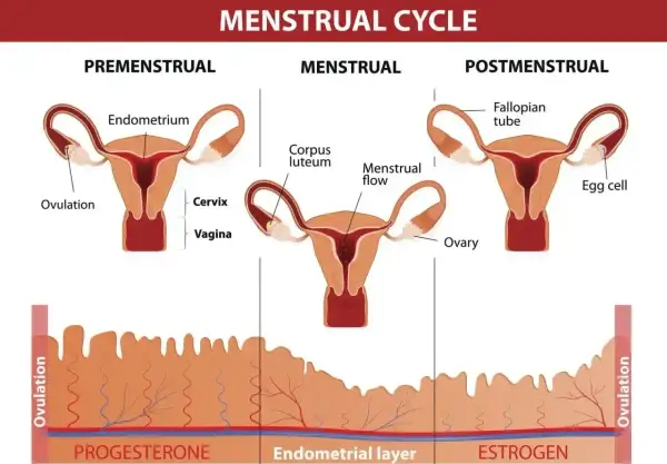 Cykl menstruacyjny: faza przedmiesiączkowa, miesiączka i po-miesiączkowa. Zmiany endometrium i hormonów, które mogą wpływać na pms objawy.